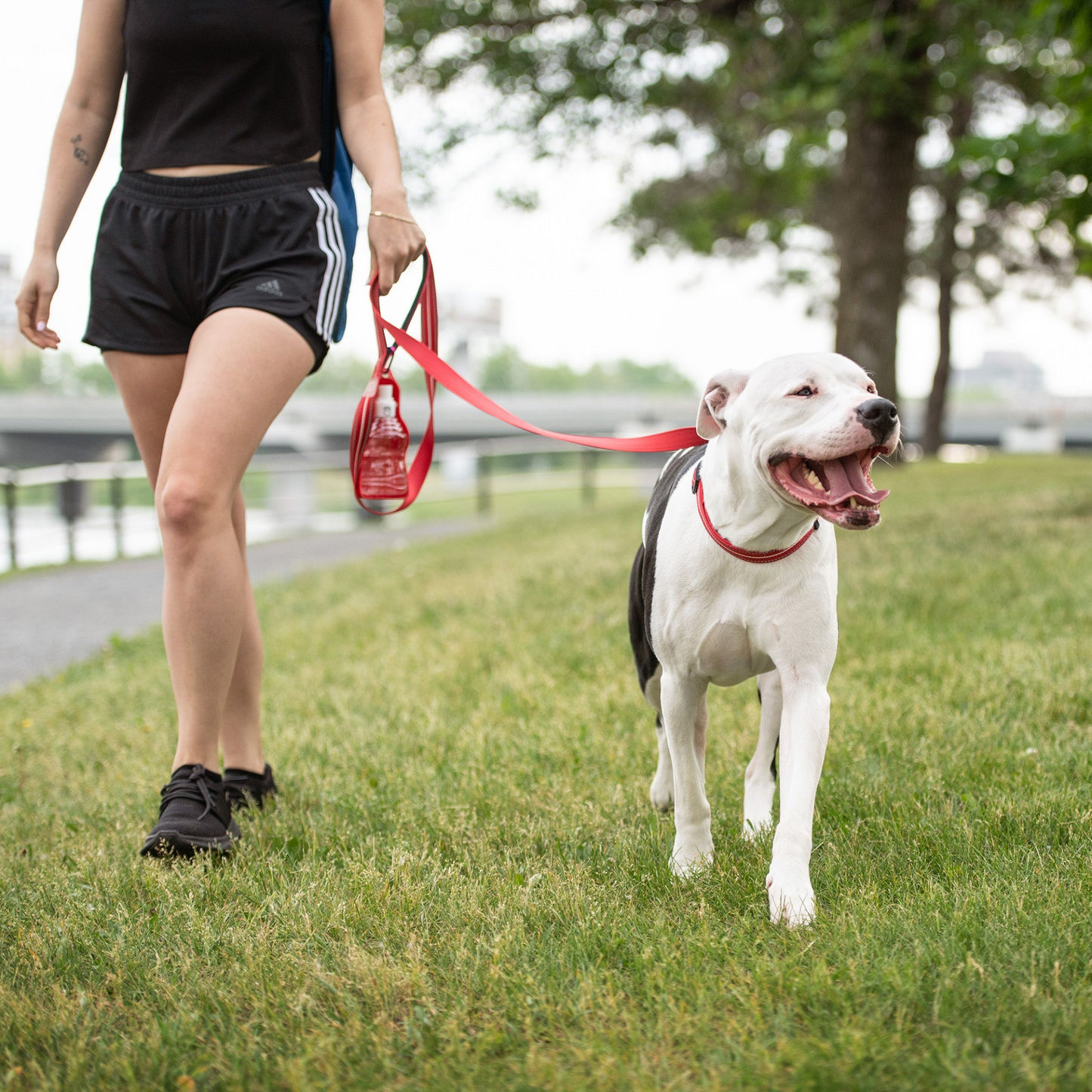 Red Reflective, Adjustable, High-Quality Dog Collar